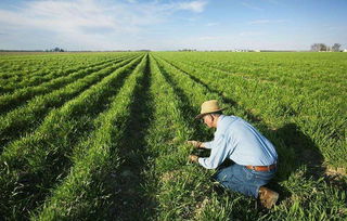 沒了中國(guó)市場(chǎng)，特朗普發(fā)放200億補(bǔ)貼資金，這次美農(nóng)卻不買賬了