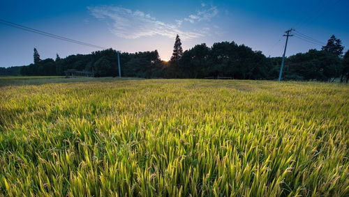 純農(nóng)地區(qū)發(fā)展之道 輸血與造血并重，推動(dòng)畜產(chǎn)品購(gòu)銷貿(mào)易