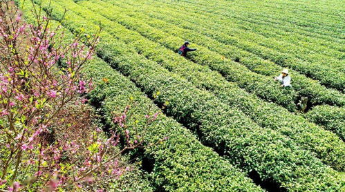 農(nóng)旅融合賦能鄉(xiāng)村振興 探索畜產(chǎn)品購(gòu)銷貿(mào)易新路徑