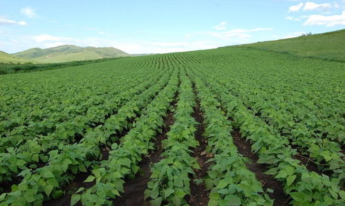 綏農(nóng)30畜產(chǎn)品購(gòu)銷貿(mào)易的現(xiàn)狀與發(fā)展