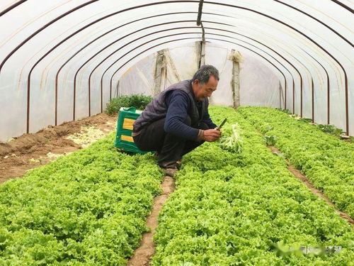 產銷對接顯成效 30噸滯銷蔬菜成功售出，畜產品購銷貿易同步拓展